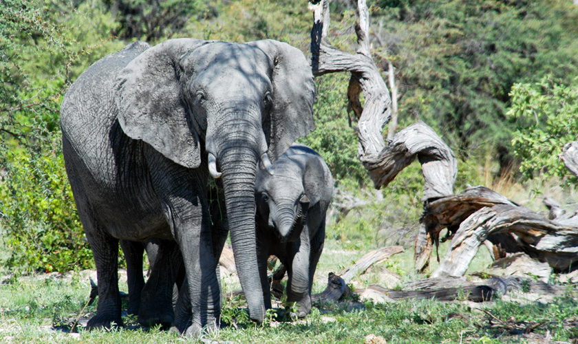 Wildtiere vor der Kamera