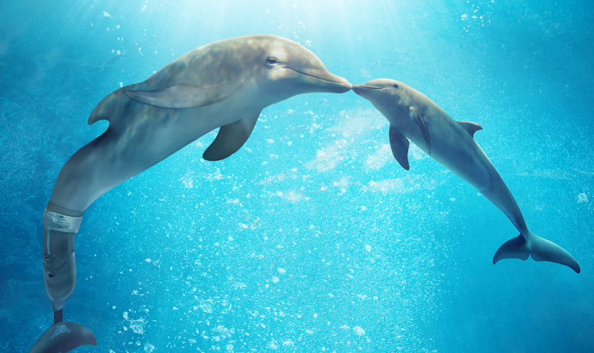 Mein Freund, der Delfin 2