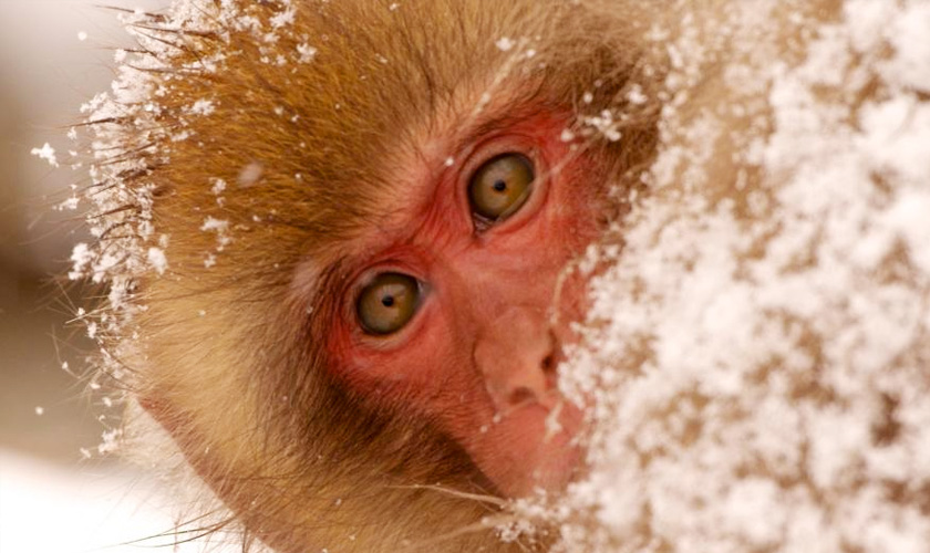 Wildes Japan: Schneeaffen