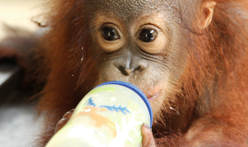 Ein Waisenhaus für Orang-Utans