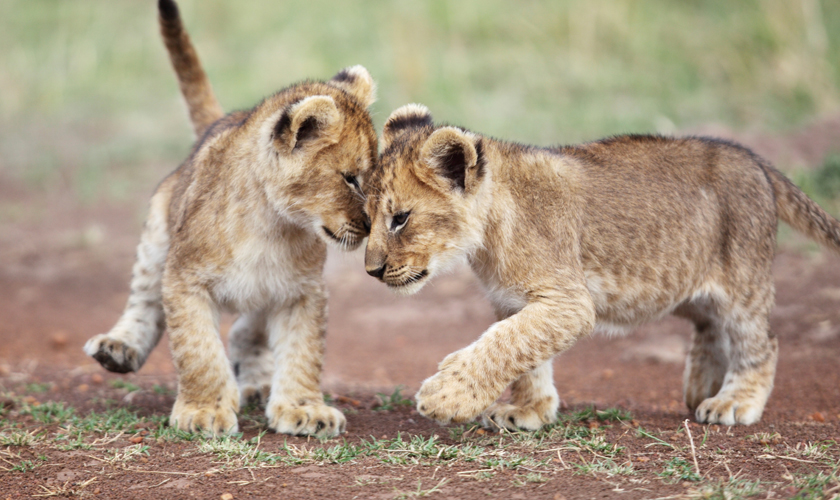 Tierbabys ganz gross