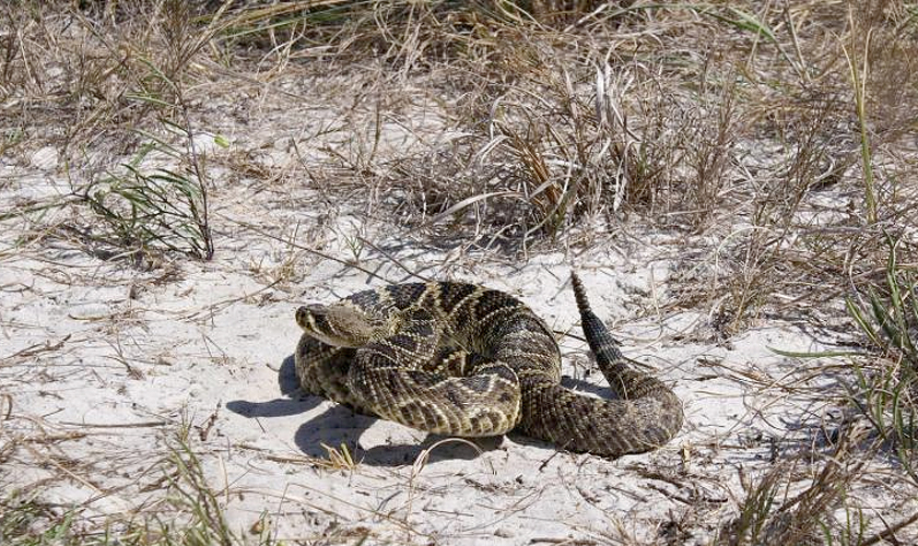 Viper: Königin der Schlangen