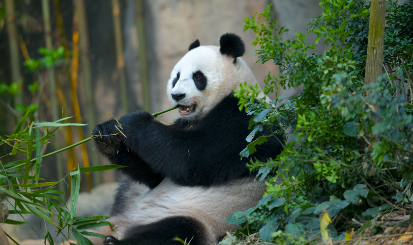 Mission Critical: Das Panda-Projekt