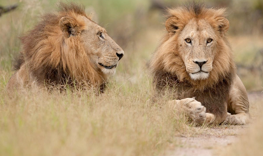 Wildes Botswana: Löwenbrüder