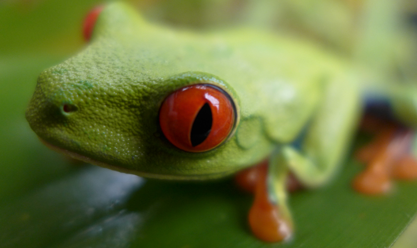 Naturwunder Costa Rica