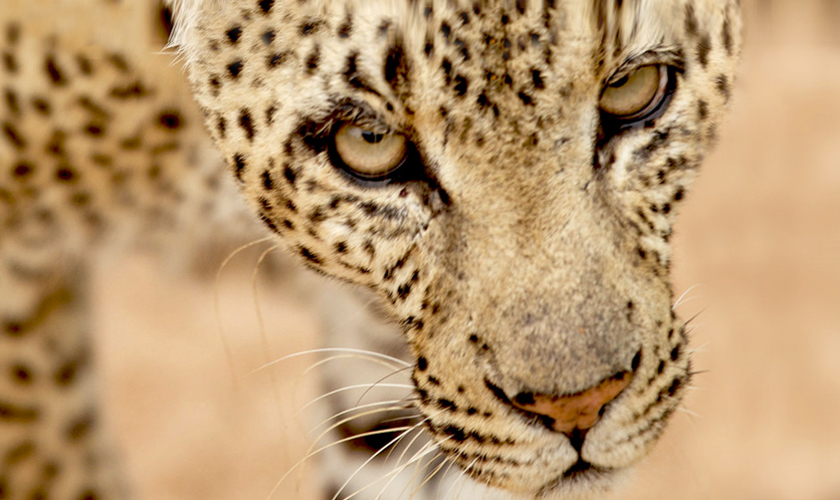 Die Königin der Leoparden