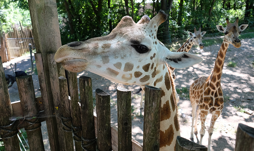 Bronx Zoo