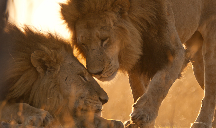 Wildes Botswana: Löwenbrüder