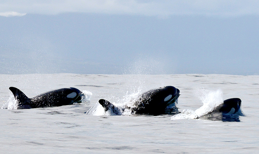 Orcas: Beutezug vor Südafrika